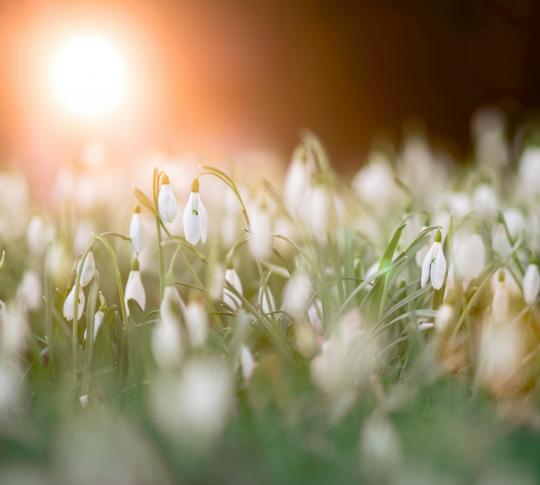 Embrace the Healing Energy of Spring